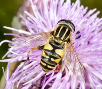 Hoverfly - The footballer